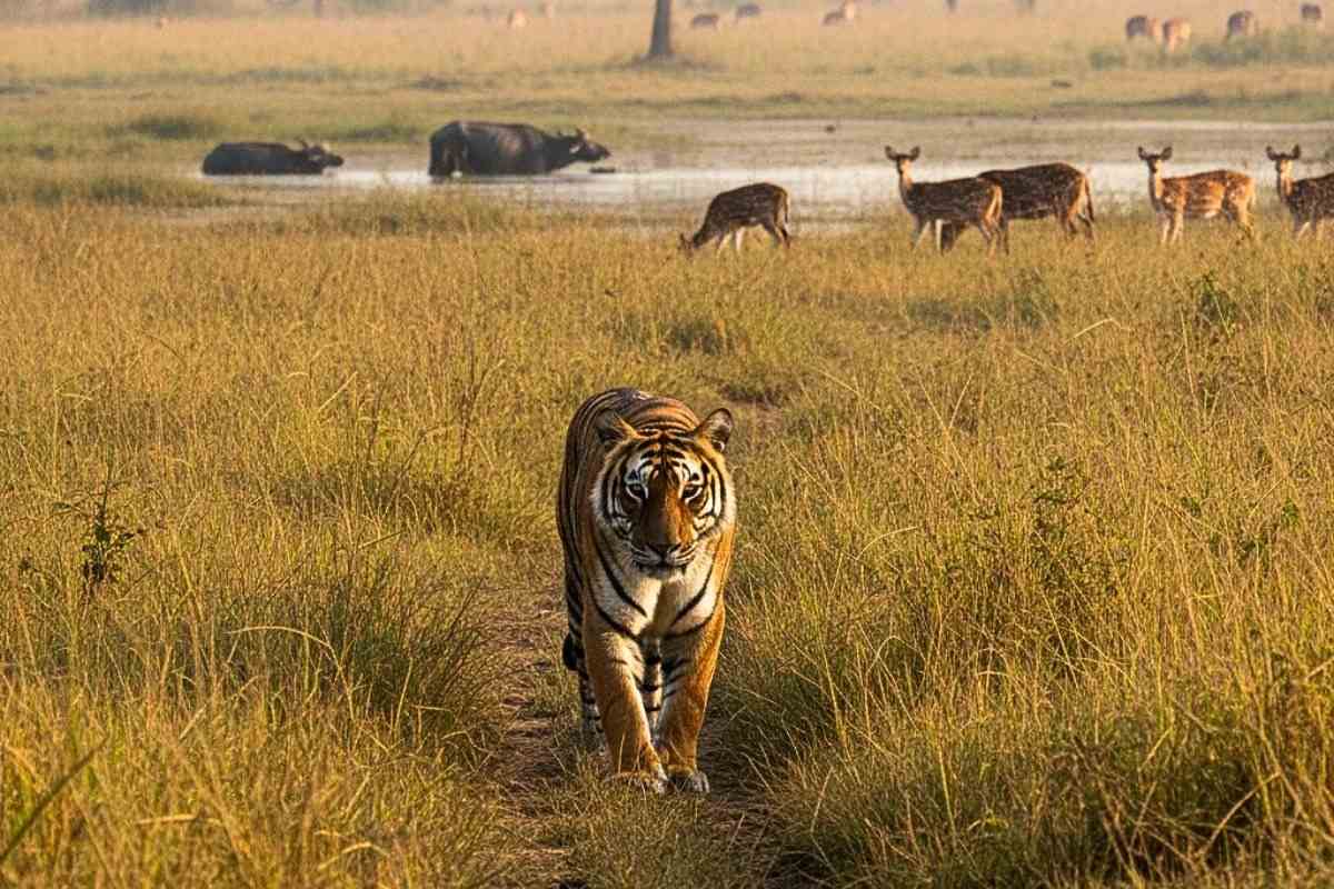 Barahi Range Grasslands