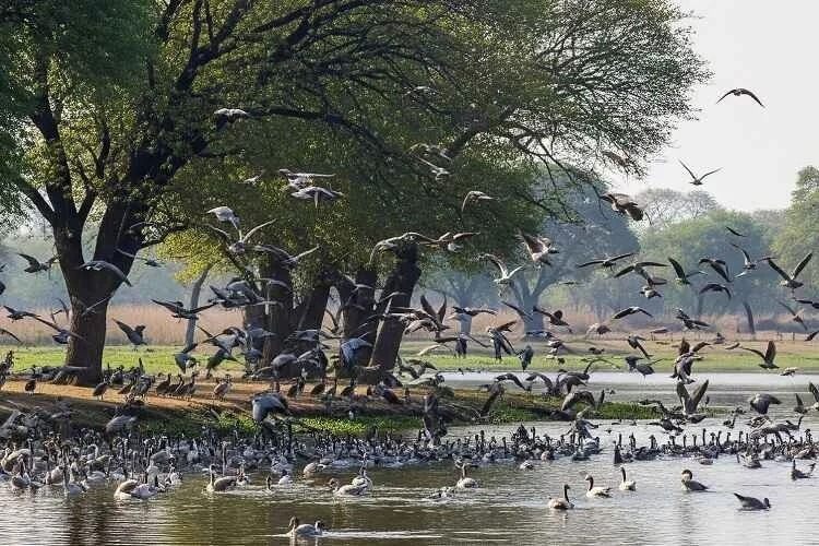 Birdwatching Pilibhit Tiger Reserve