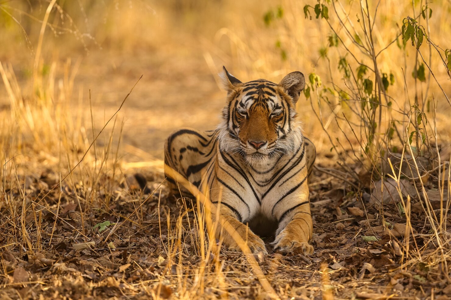 Pilibhit Tiger Reserve Chaur Grasslands