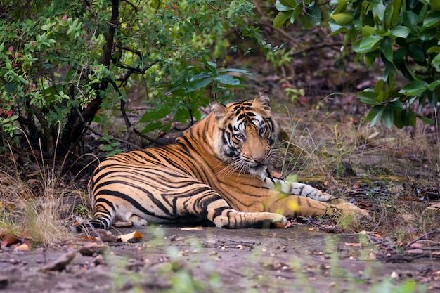 Chuka Tigress Wildlife Pilibhit