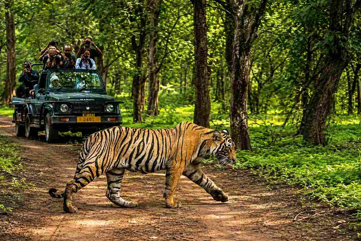Evening Safari Pilibhit Tiger Reserve
