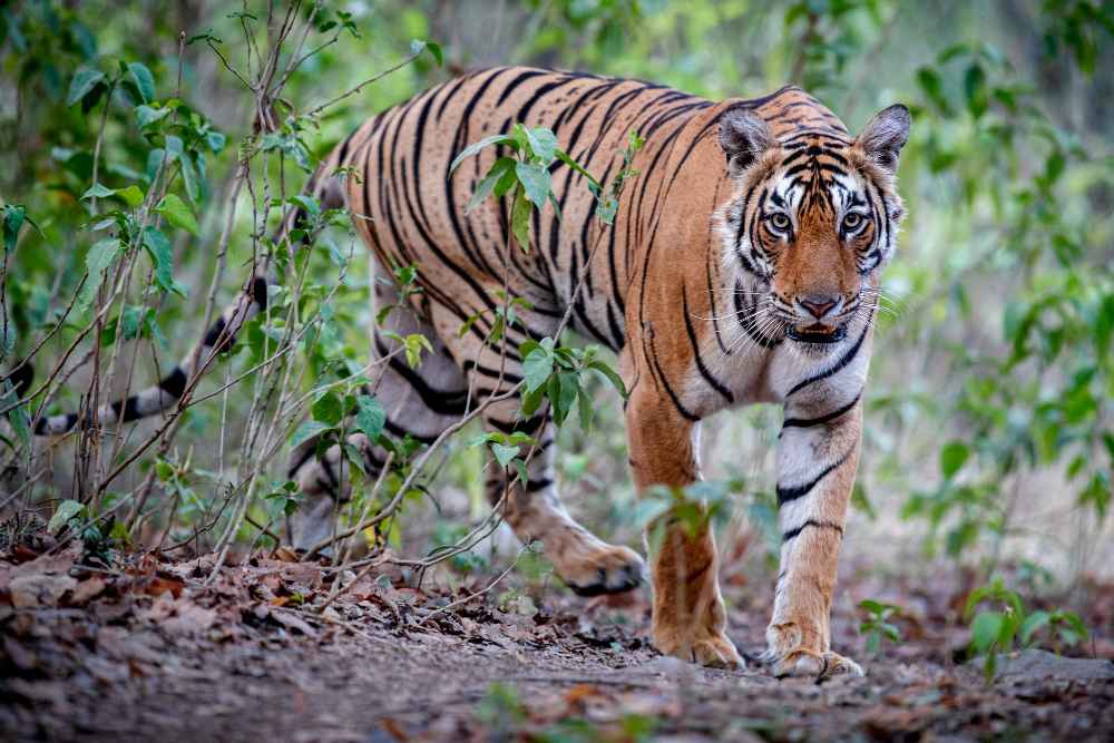 Pilibhit Forest History
