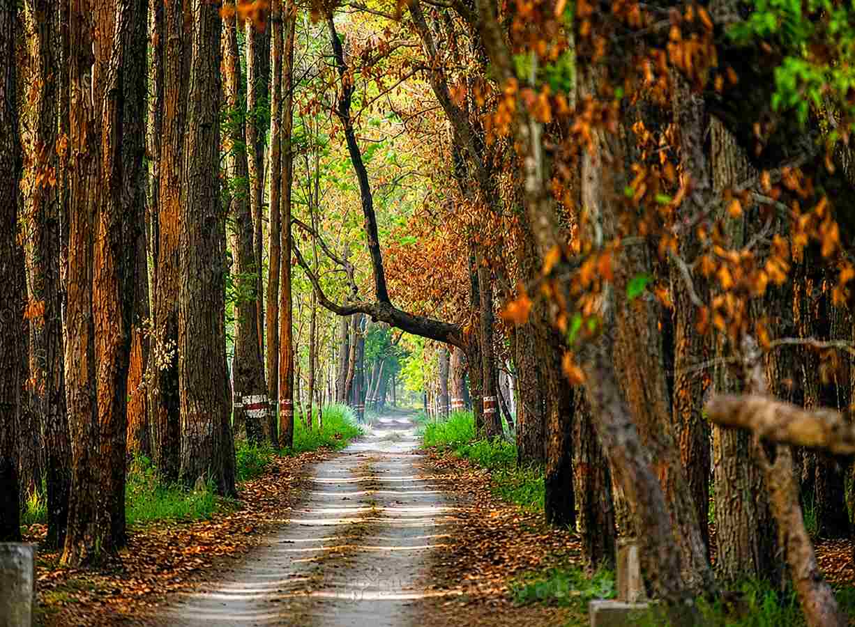 Nature Walk Pilibhit Tiger Reserve