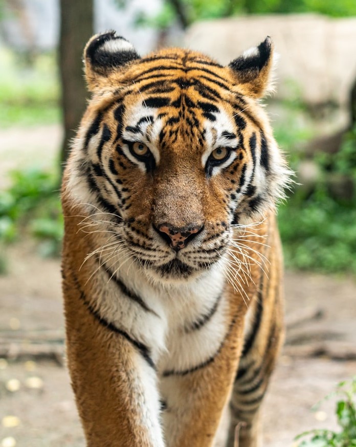 Pilibhit Forest