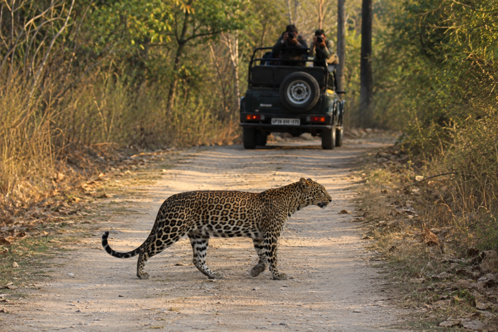Pilibhit District Set to Launch Its First Leopard Safari Soon