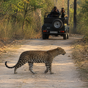Pilibhit District Set to Launch Its First Leopard Safari Soon