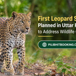 Proposed Leopard Safari to Cover 1,974 Hectares in Pilibhit and Shahjahanpur
