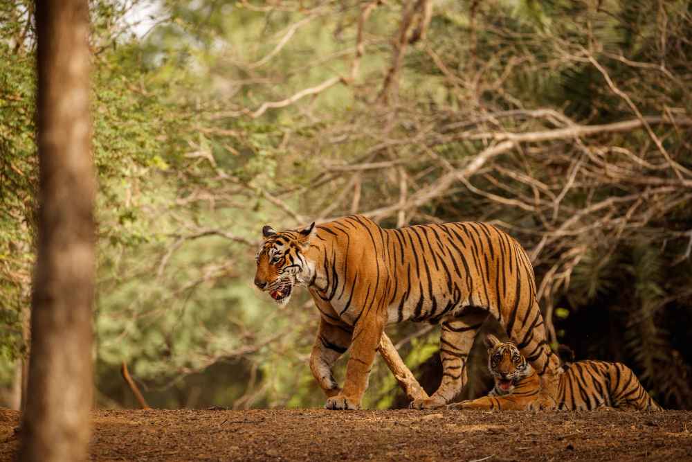 Pilibhit Tiger Reserve Monsoon