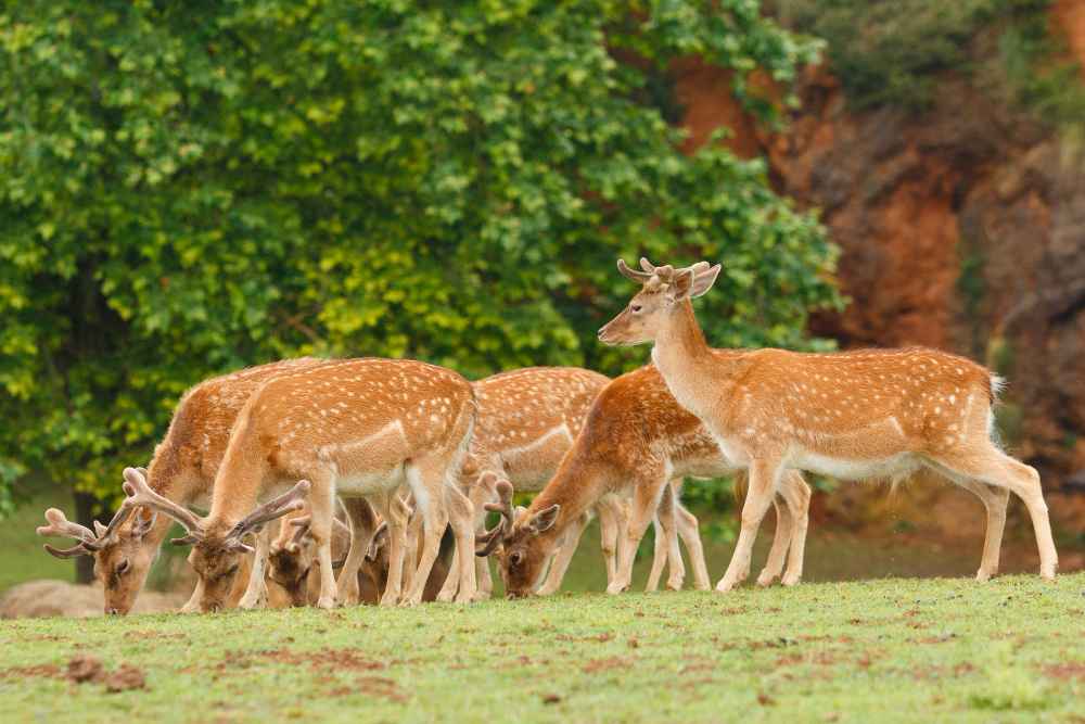 Pilibhit Tiger Safari Summer