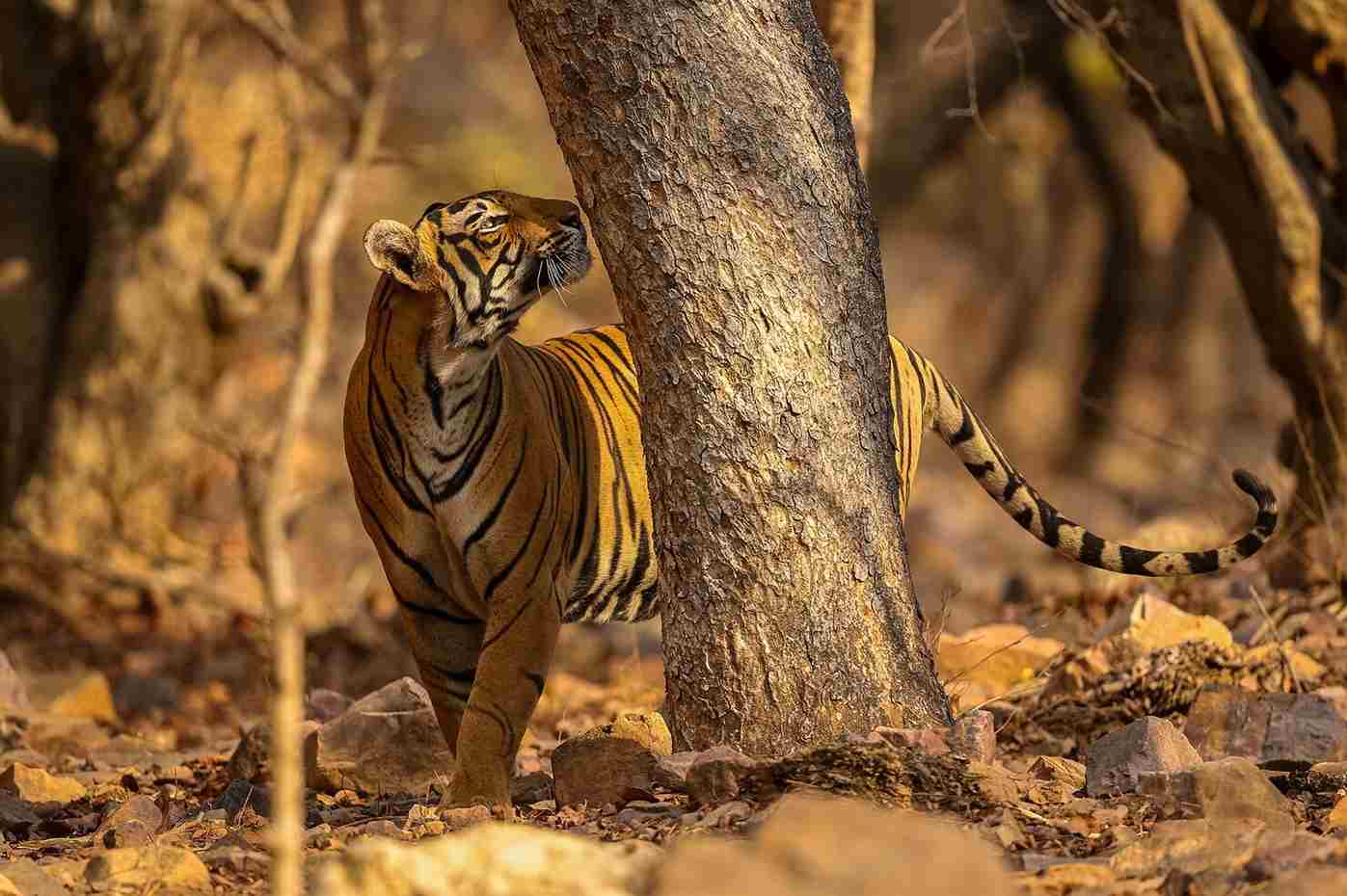 Pilibhit Tiger Reserve Winter Safari